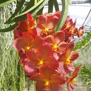 Meet your Posher, Dennis